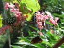 Сад бабочек, о.Пхукет, Таиланд