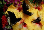 Сад бабочек, о.Пхукет, Таиланд