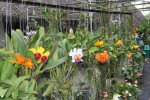Этнографическая деревня и Сад орхидей, о.Пхукет, Таиланд