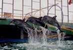 Евпаторийский дельфинарий, Крым, Россия