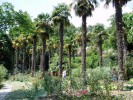Никитский ботанический сад, Крым, Россия