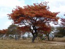 Мономотапа, Зимбабве