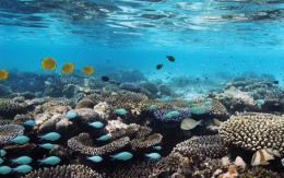 Коралловые рифы. Мальдивы → Природа