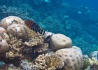 Коралловые рифы, Мальдивы