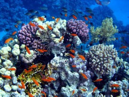 Коралловые рифы. Природа