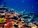 Коралловые рифы, Кабо-Верде