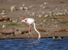 Фламинго, Намибия