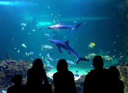 Сиднейский аквариум. Австралия → Сидней → Развлечения