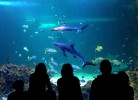 Сиднейский аквариум, Сидней, Австралия