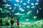 Сиднейский аквариум, Сидней, Австралия