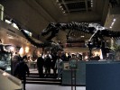 Национальный музей динозавров, Канберра, Австралия