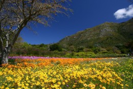 Национальный ботанический сад Кирстенбош. ЮАР → Кейптаун → Природа