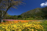 Национальный ботанический сад Кирстенбош, Кейптаун, ЮАР