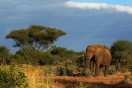 Парк слонов. ЮАР → Природа