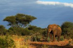 Парк слонов, ЮАР