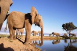 Парк слонов, ЮАР