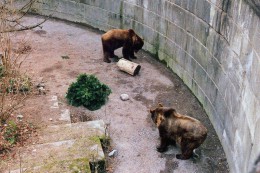 Медвежья яма