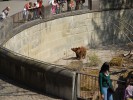 Медвежья яма, Берн, Швейцария