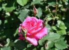 Сад Роз в Берне, Берн, Швейцария