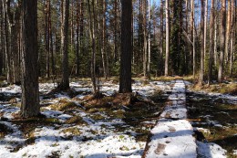 Природная тропа Нельятеэристи. Эстония → о.Хийумаа → Природа