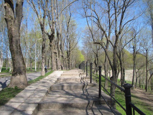 Темный сад. Природа