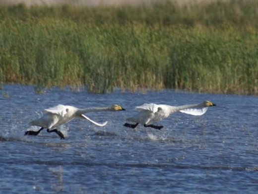 Наурзумский заповедник. Костанайская область → Природа