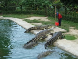 Крокодиловая ферма. Малайзия → о.Лангкави → Природа