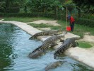 Крокодиловая ферма, о.Лангкави, Малайзия