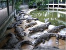Крокодиловая ферма, о.Лангкави, Малайзия