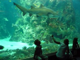 Литовский морской музей, аквариум и дельфинарий. Клайпеда → Музеи