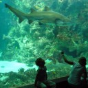 Литовский морской музей, аквариум и дельфинарий