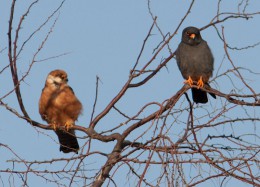 Миграция птиц на Куршской косе