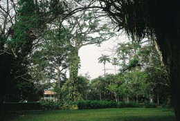 Ботанический сад Абури. Гана → Природа