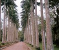 Ботанический сад Абури, Гана