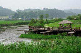 Природный экологический парк Сунчхонман. Южная Корея → Чолла-Намдо → Природа
