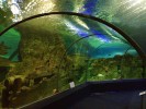 Сочинский океанариум  «Sochi Discovery World Aquarium», Сочи, Россия