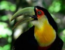 Парк Птиц, Игуасу, Бразилия