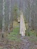 Покайнский лес, Добеле, Латвия
