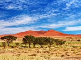 Национальный парк Каудом. Намибия → Пустыня Намиб → Природа