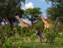 Национальный парк Руаха, Дар-эс-Салам, Танзания