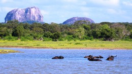 Национальный парк Яла. Шри-Ланка → Дамбулла → Природа
