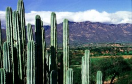 Национальный парк Бенито Хуарес. Мексика → Штат Оахака → Природа