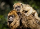Заповедник «Страна обезьян», Мпумаланга, ЮАР