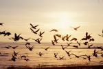 Природный памятник «Гусиный перелет», Костанайская область, Казахстан