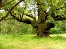 Шервудский лес, Англия, Великобритания