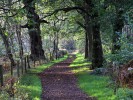 Шервудский лес, Англия, Великобритания