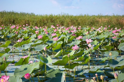 Плантация лотосов. Сиемреап → Архитектура