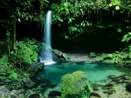 Водопады Спэнни. Доминика → Природа