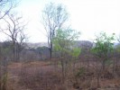 Лес Окаменелостей Чирунду, Сиавонга, Замбия