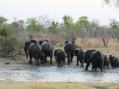 Национальный парк Хванге, Булавайо, Зимбабве